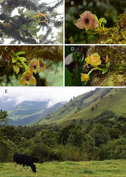 Habitat of T. pillaropatatensis Iturralde, Monteros & Baquero.