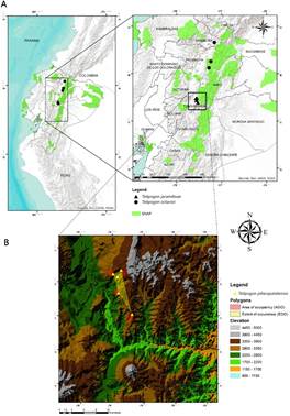 Distribution Map of T. pillaropatatensis Iturralde, Monteros & Baquero and T. octavioi Dodson & R.Escobar in Ecuador.