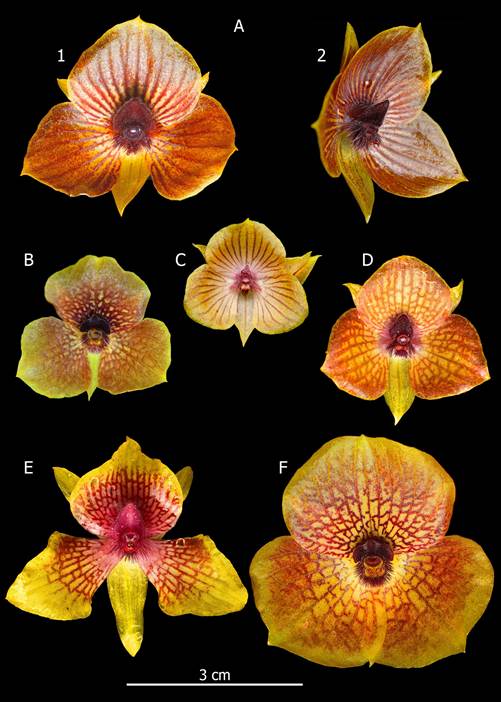 Telipogon species with cordiform to sagittate callus.