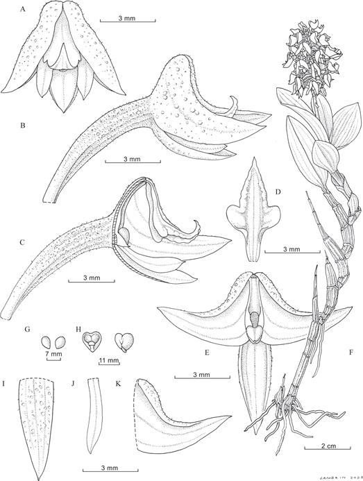 Polystachya nguruensis.