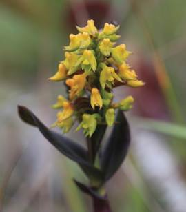 Polystachya nguruensis inflorescence in situ in the Nguru Mountains.