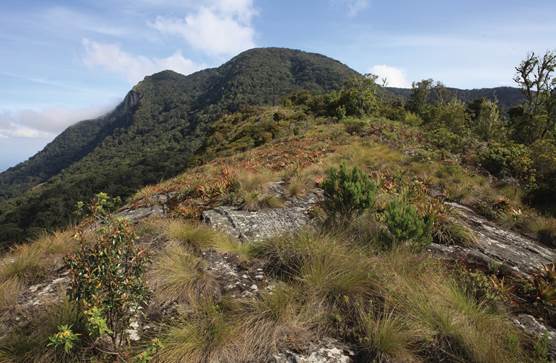 Habitat of Polystachya nguruensis.