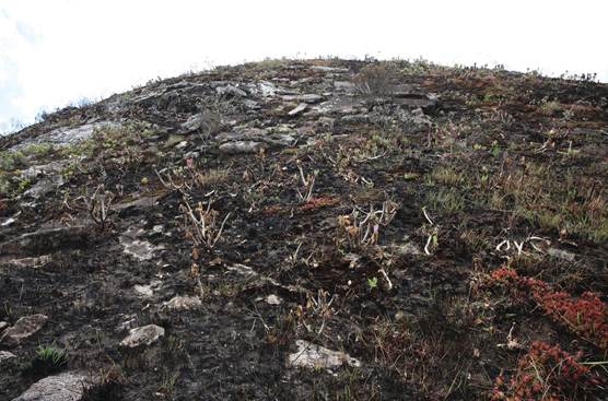 The largest site of Polystachya nguruensis, also the type locality, was destroyed completely by a large fire in October/November 2022.