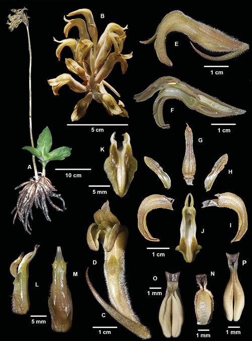 Sarcoglottis wernerherzogii.