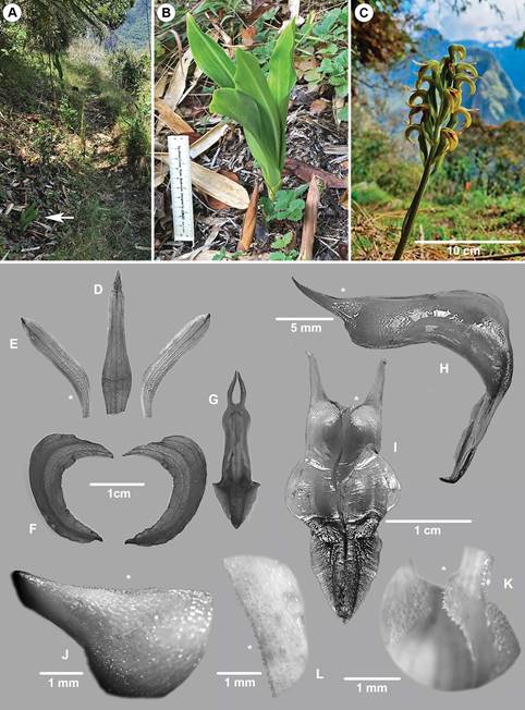 Sarcoglottis wernerherzogii.