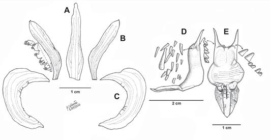 Floral analysis of Sarcoglottis wernerherzogii.