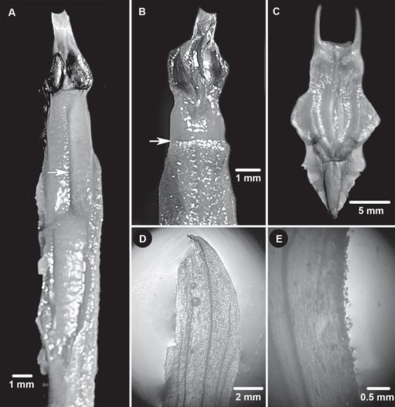 Floral details of Sarcoglottis wernerherzogii.