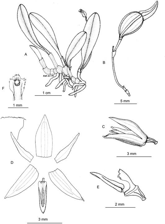 Anathallis oblanceolata.