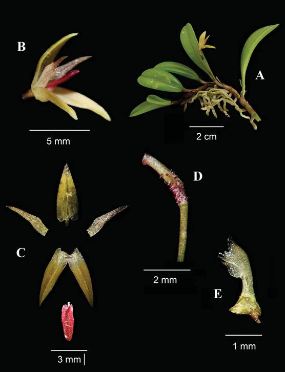 Anathallis oblanceolata.