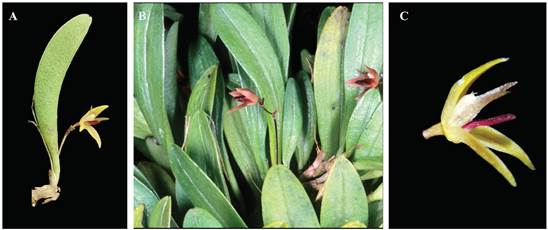 Anathallis oblanceolata.
