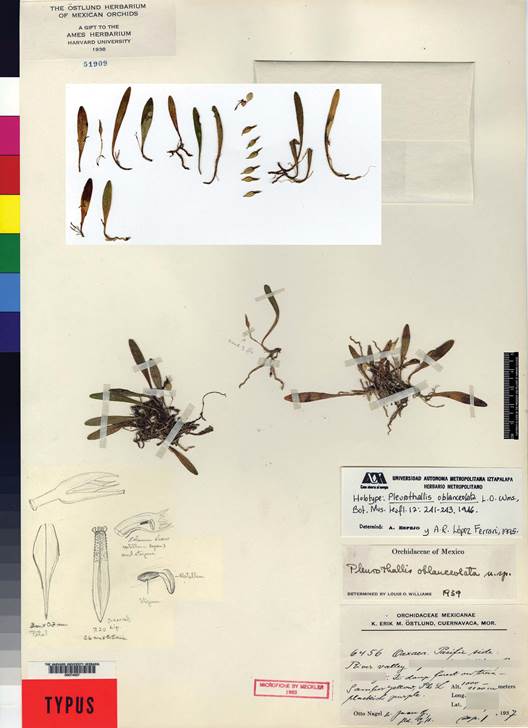 Holotype of Pleurothallis oblanceolata, Nagel & Gonzlez sub E. stlund 6456 (AMES-74507).