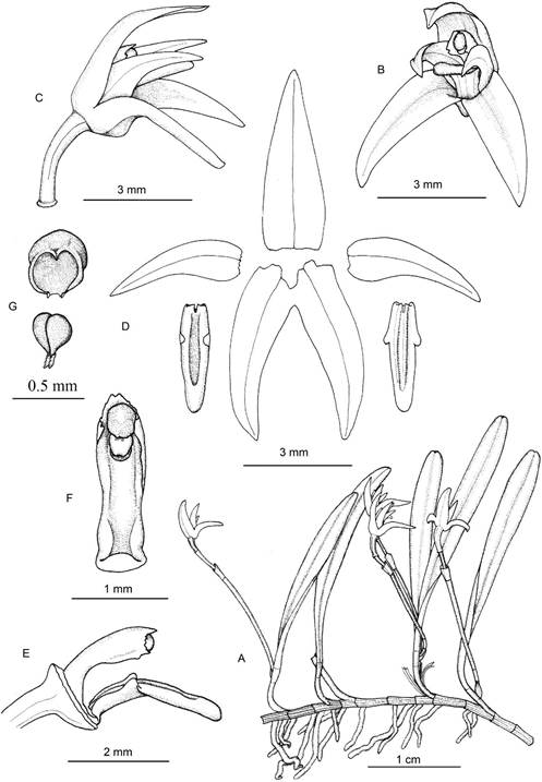 Anathallis sertularioides.