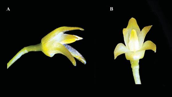 Anathallis sertularioides.