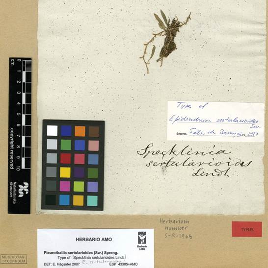 Syntype of Epidendrum sertularioides, Swartz s.n. (S-1968).