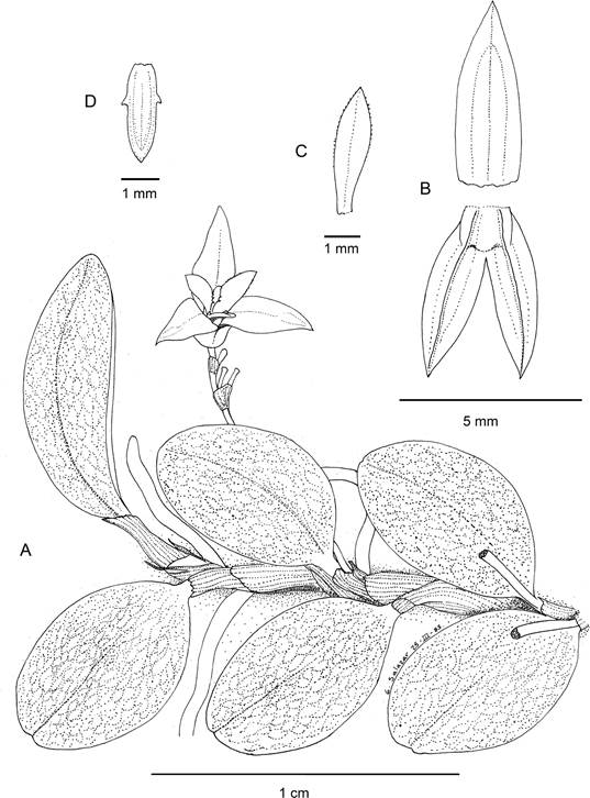 Anathallis lewisiae.