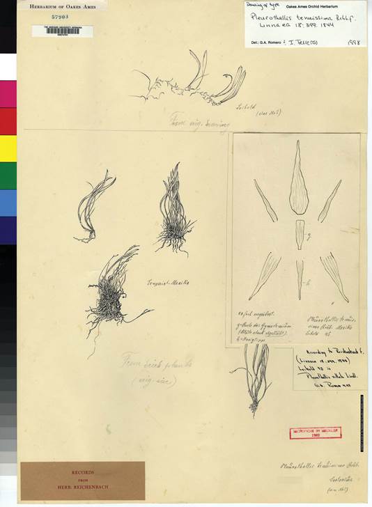 Drawing based on the type of Pleurothallis tenuissima, F.E. Leibold 620 (AMES-00047791).