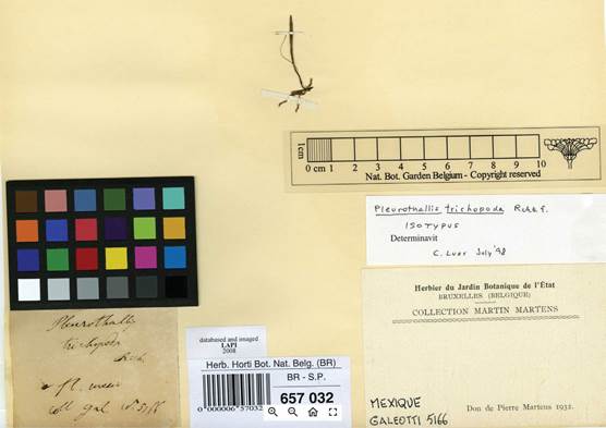 Isotype of Pleurothallis trichopoda, H.G. Galeotti 5166 (BR-657032).