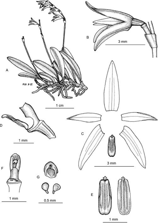 Anathallis yucatanensis.