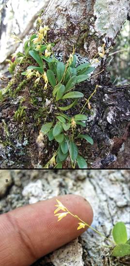 A. Anathallis yucatanensis in its habitat, Calakmul, Campeche.