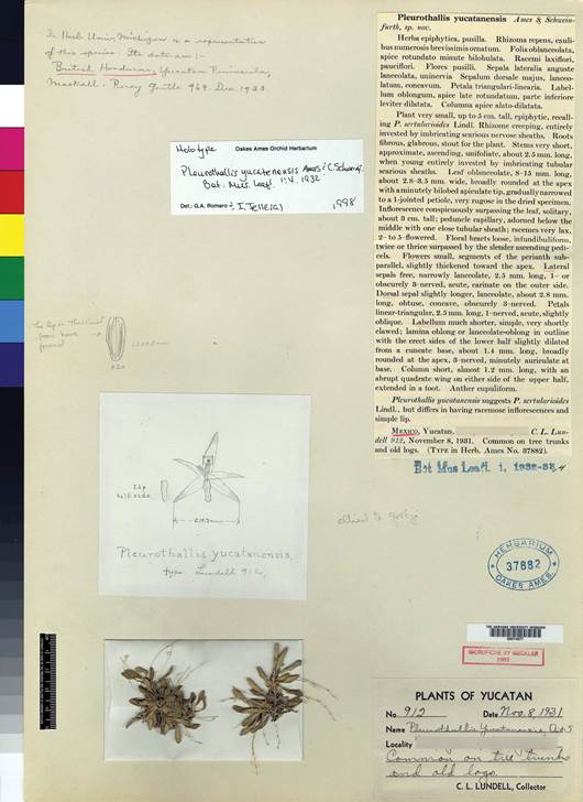 Holotype of Pleurothallis yucatanensis.