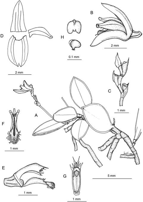 Lankesteriana greenwoodii.