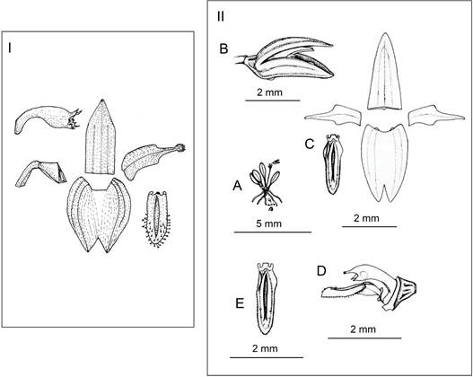 I. Lankesteriana glandulosa, floral sketch by F. Archila based on the type specimen. The scale bar from the original drawing was removed. Evidently it was incorrect, as it represented 5 cm when it should probably be 1 mm. Reproduction with permission of the AMO Herbarium. II. Lankesteriana haberi.