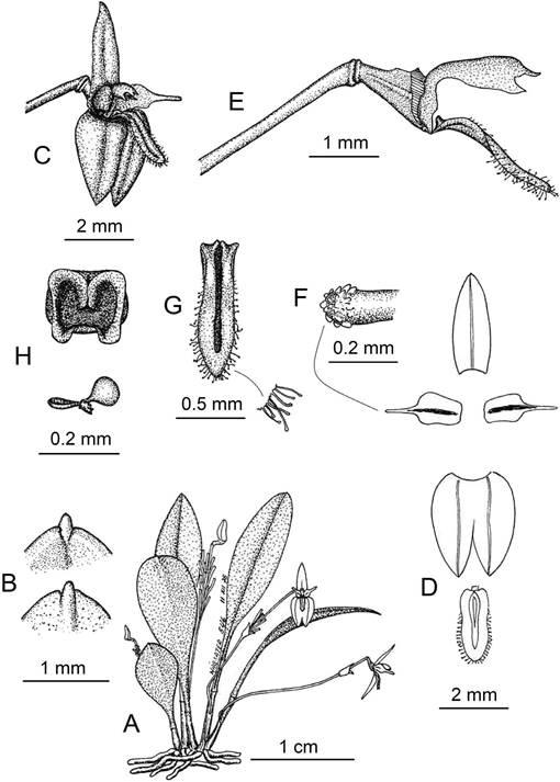 Lankesteriana haberi.
