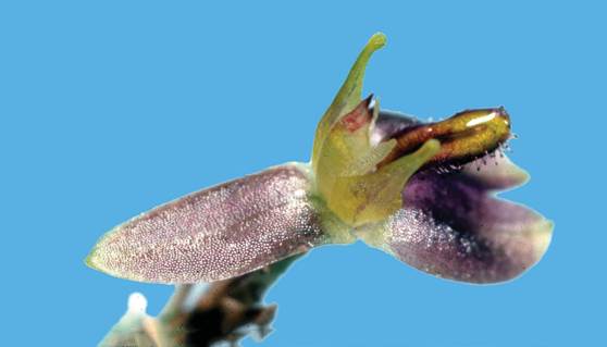 Lankesteriana haberi.