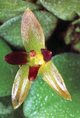 Anathallis lewisiae.