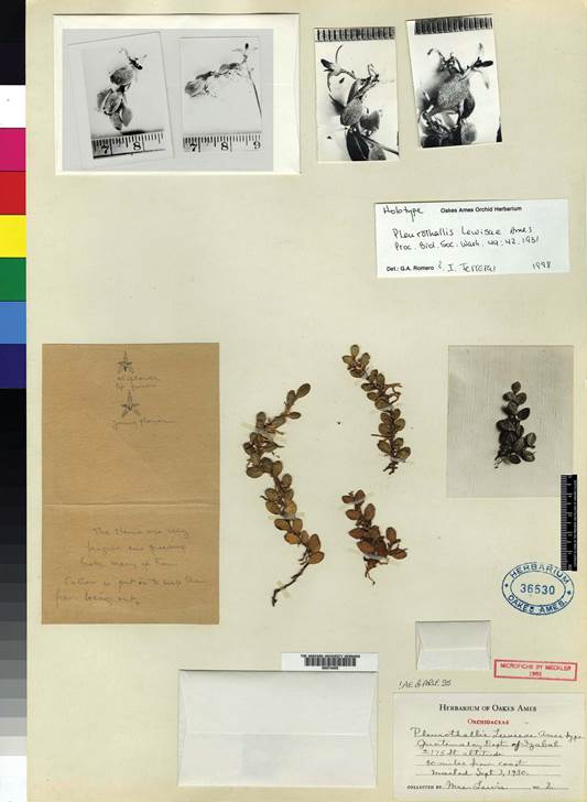 Holotype of Pleurothallis lewisiae, M.W. Lewis 2 (AMES-74405).