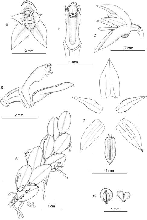 Anathallis minutalis.