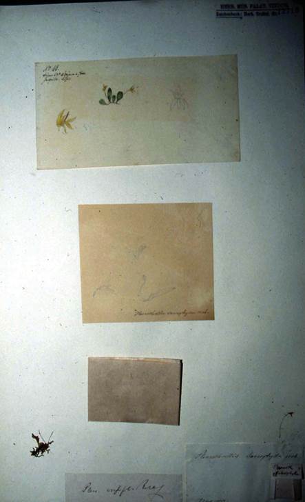 Specimen of Anathallis minutalis collected by Galeotti 45 (in W-12719) and labelled as Pleurothallis sarcophilla, which includes a watercolor by Galeotti and floral sketch by Richard.