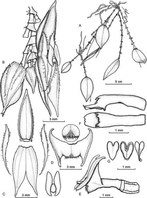 Drawing of Lepanthes bachue S.Vieira-Uribe, J.S.Moreno & E.Parra.