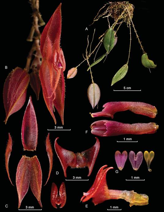Lankester composite dissection plate of Lepanthes bachue S.Vieira-Uribe, J.S.Moreno & E.Parra.