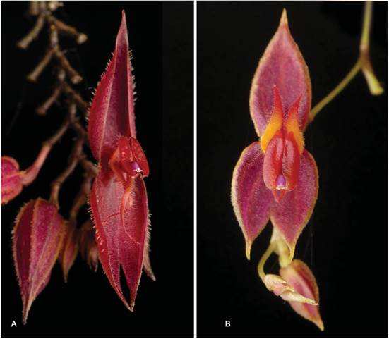 Floral comparison of Lepanthes bachue S.Vieira-Uribe, J.S.Moreno & E.Parra and L. papallactae Luer & Hirtz.