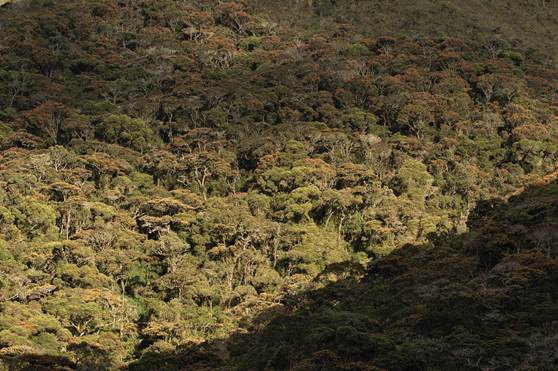 View of the forests in the Sanctuary of Fauna and Flora of Iguaque where Lepanthes bachue grows.