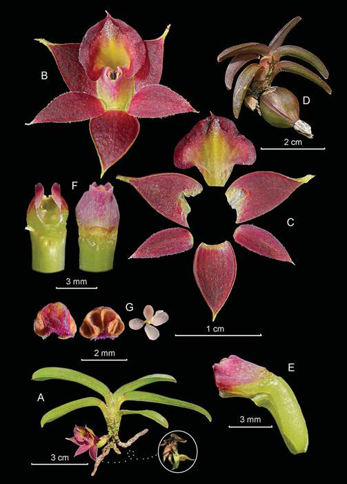 Epidendrum edquenii.