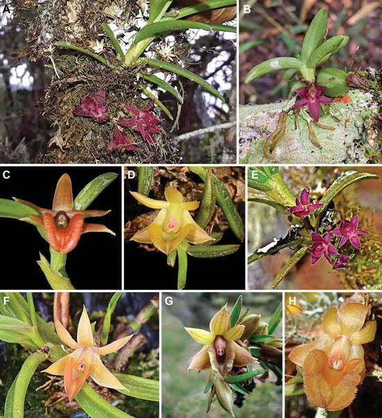 Selected species of the Takulumena group of Epidendrum.