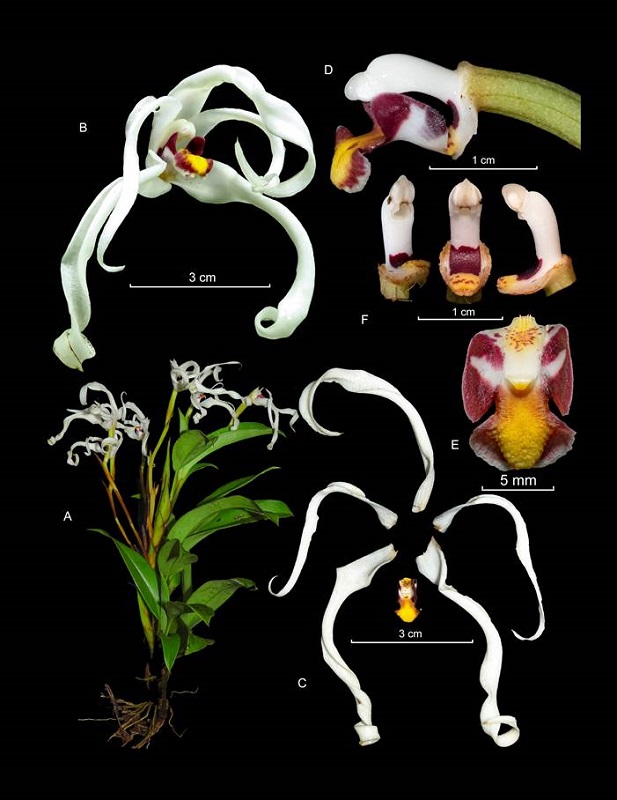 Maxillaria andina Pisso-Florez, J.S.Moreno, P.A.Harding & Baquero.