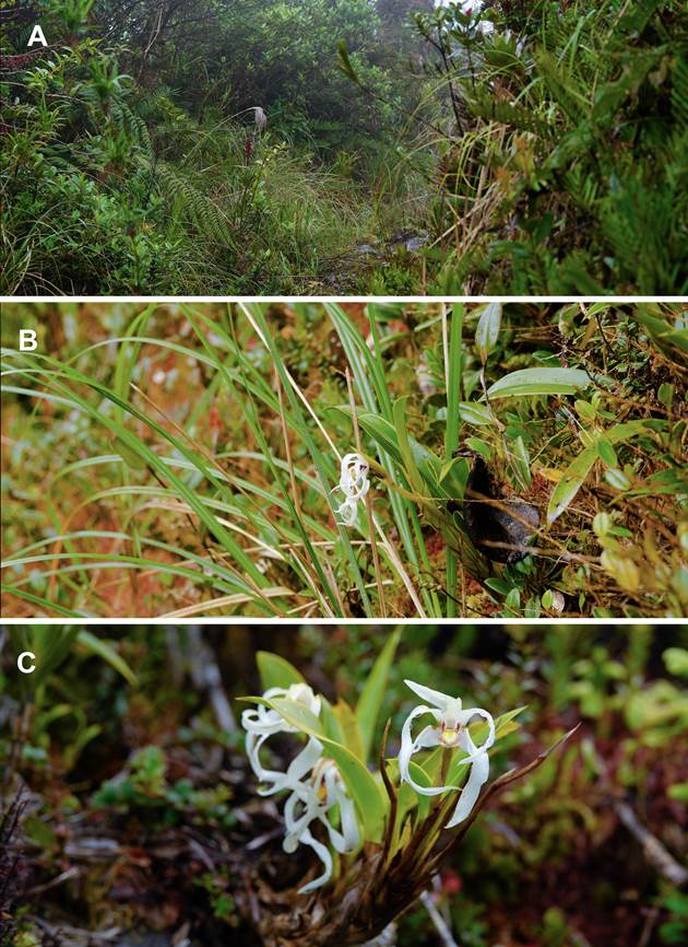 Habitat and habit of Maxillaria andina Pisso-Florez, J.S.Moreno, P.A.Harding & Baquero.