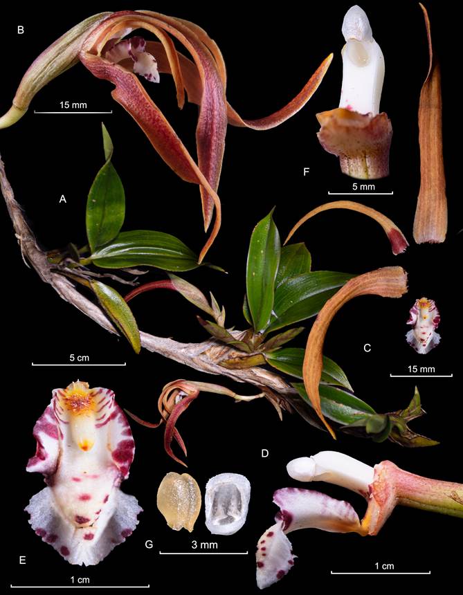 Maxillaria floribunda Lindl.