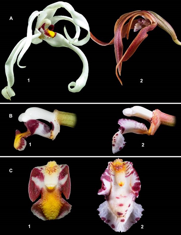 Comparison of Maxillaria andina (1) and Maxillaria floribunda (2).