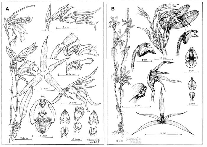 Drawings of Maxillaria floribunda Lindl.