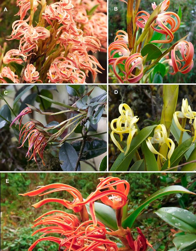 Color and shape variation of Maxillaria floribunda Lindl. throughout the Andes.