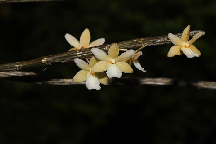 Dendrobium derryi.