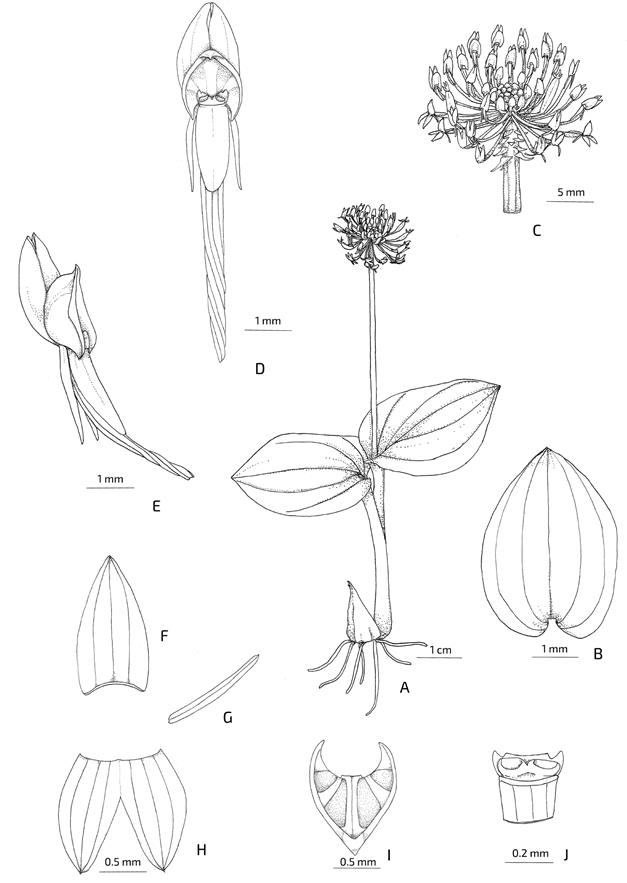Malaxis engelsii illustration.