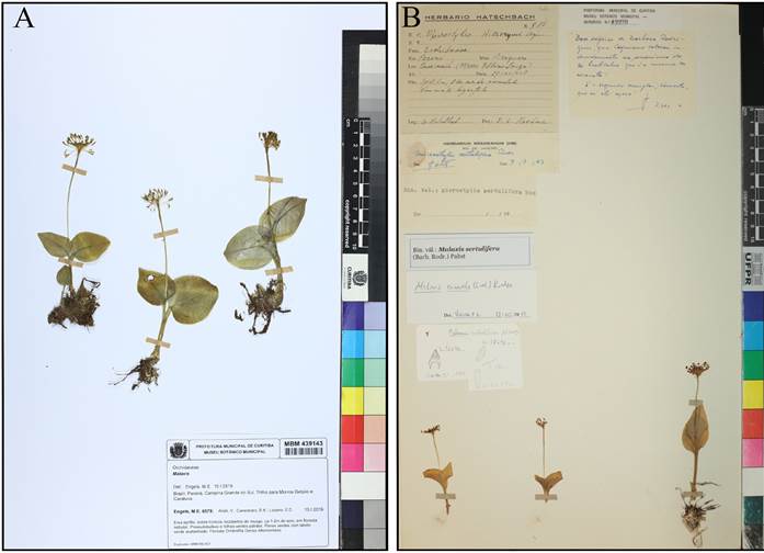 Type specimens of Malaxis engelsii.