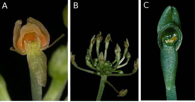 Malaxis engelsii and M. sertulifera.