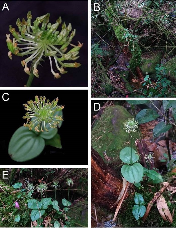 Malaxis engelsii in the habitat.