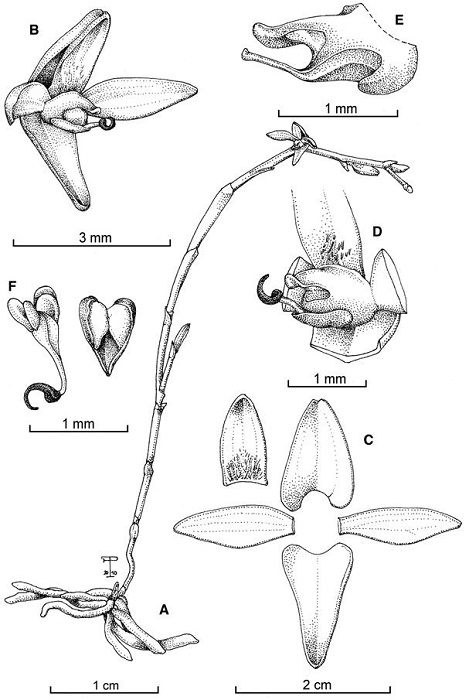 Telipogon lateritium Pupulin.